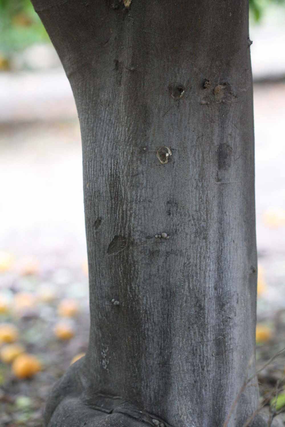              Bark (Riverside, CA)       